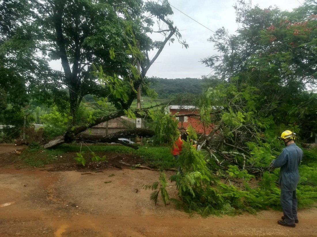 Defesa Civil registrou 13 quedas de rvores em diferentes pontos da cidade