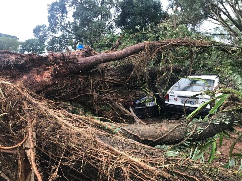 Vendaval atingiu carros de funcionrios do Centro de Equoterapia (Fotos divulgao) 