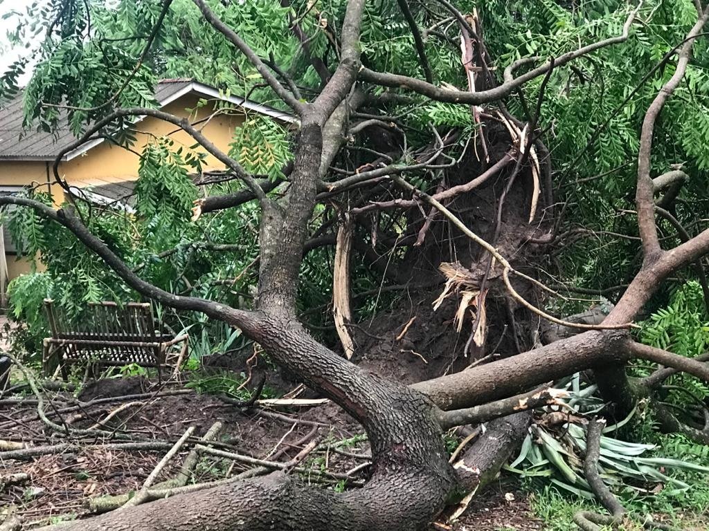 Em torno de 30 rvores caram com os fortes ventos