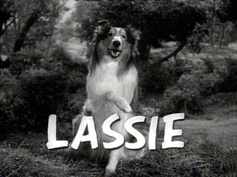 Lassie foi a grande sensação do cinema e da televisão