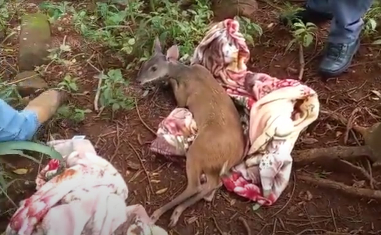 Momento de resgate do animal 
