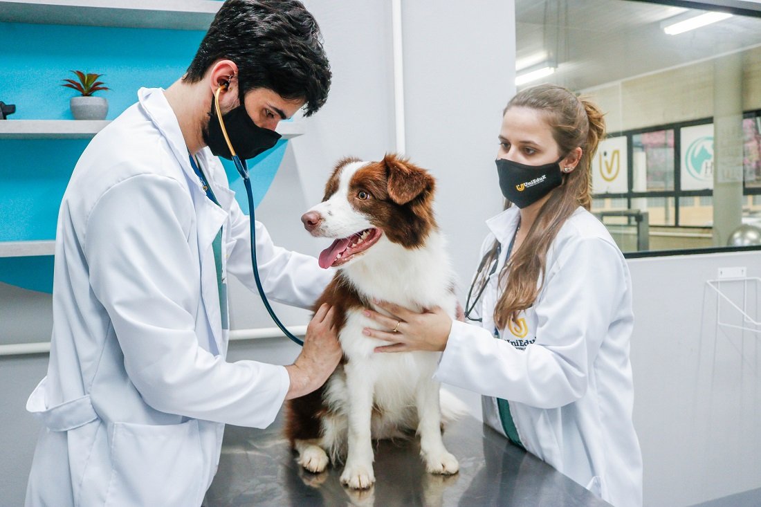 Interessado pode concorrer a bolsa de estudo no curso de medicina veterinária