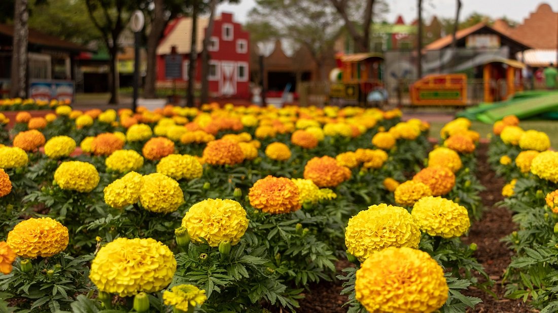 Expoflora anuncia a chegada da primavera (Foto Juliana Lazarini)