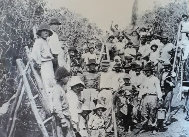 Imigrantes italianos vieram para o Brasil com o objetivo de substituir a mão-de-obra escrava (reprodução)