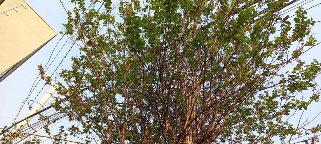 Companhia alerta para os cuidados com fiação (Foto Gislaine Mathias)