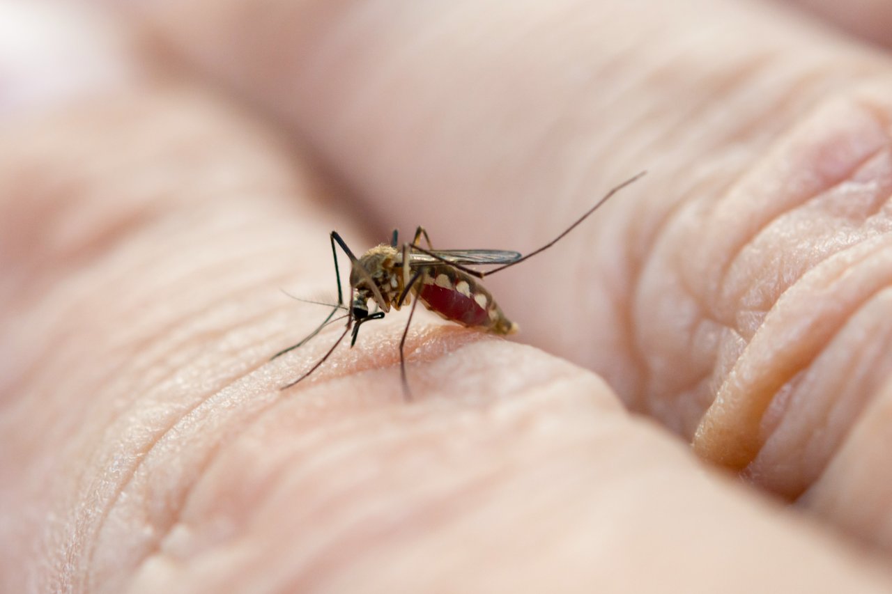 Aumenta número de casos de dengue (Foto de divulgação enviada pela Prefeitura)