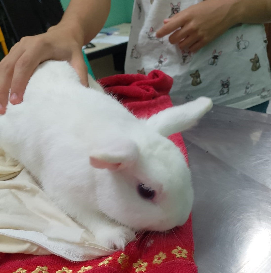 Veterinário especialista em pets não convencionais passará a atender semanalmente (Foto divulgação)
