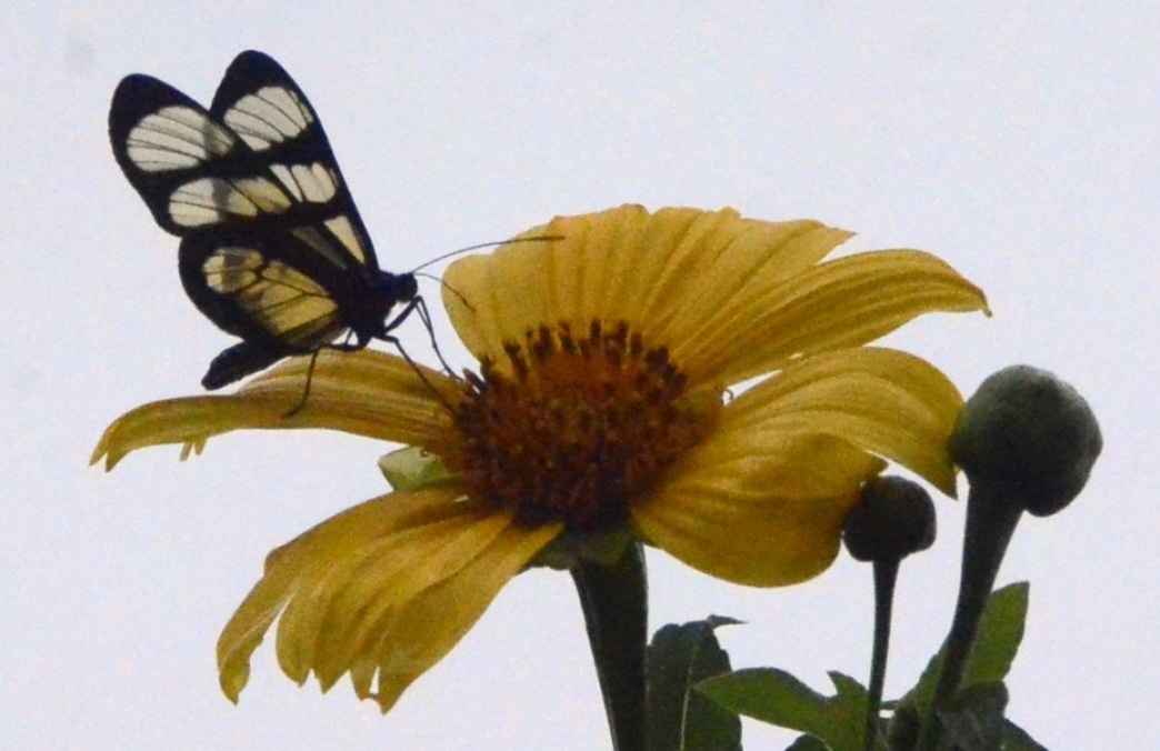 Borboleta contribuindo para a polinização das plantas (Foto Gislaine Mathias)