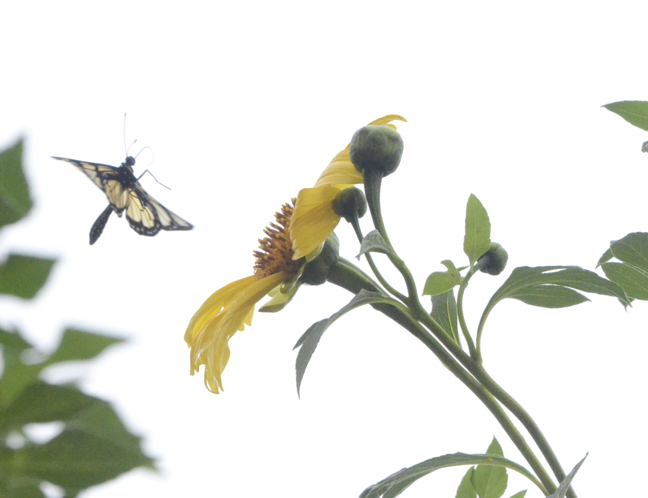 Borboleta preparando o pouso na flor (Foto Gislaine Mathias)