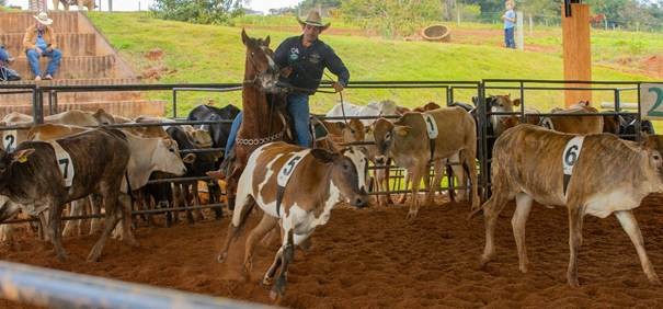 Mangalarga participa do Rodeio de Jaguariúna (Foto divulgação) 
