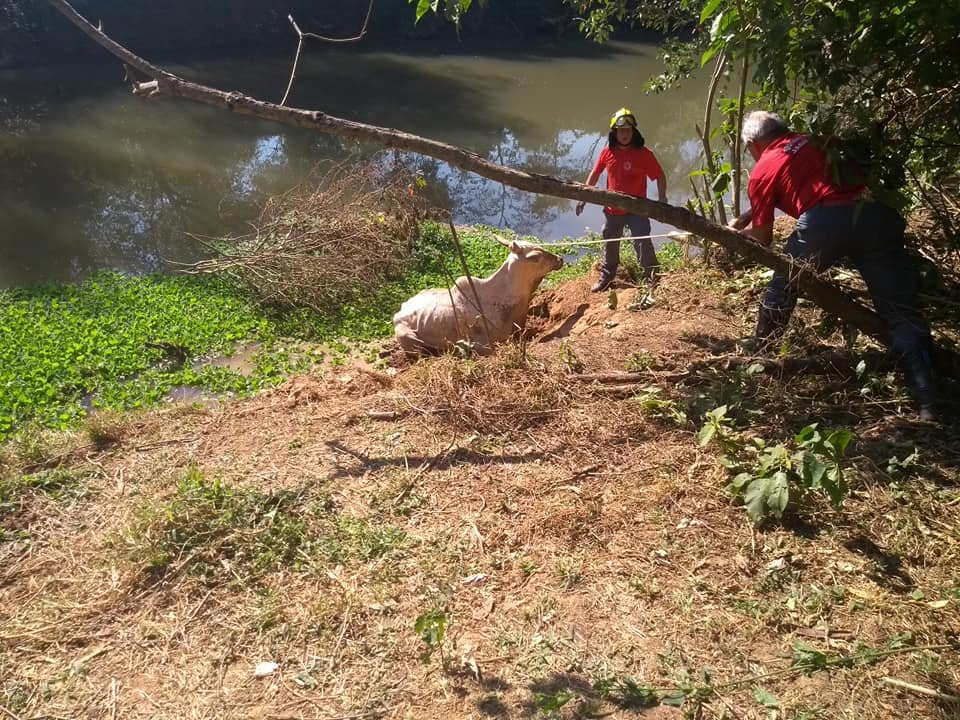 Trabalho de resgate contou com a uni�o de profissionais e volunt�rios 