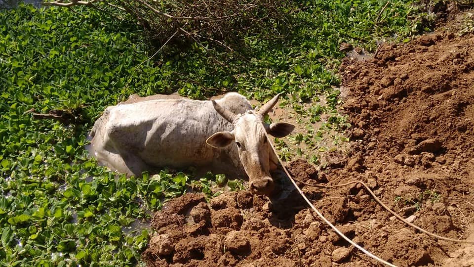 Animal ficou atolado e precisou ser resgatado em ação que durou cerca de quatro horas