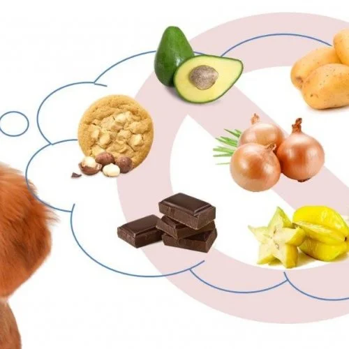 Alimentos perigosos para os pets