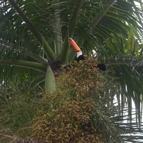 Fotografe Jaguariúna: a beleza de um tucano estampada num coqueiro no centro da cidade 
