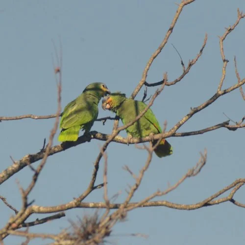 Fotografe Jaguariúna: aves demonstram carinho em momento de tranquilidade e descanso 