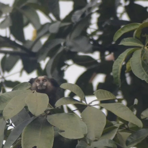 Sagui mostra olhar atento ao encontrar novo habitat  no meio das folhas de uma árvore em Jaguariúna 