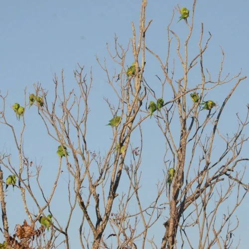 Fotografe Jaguariúna: maritacas sobrevoam o céu da cidade e descansam nas árvores