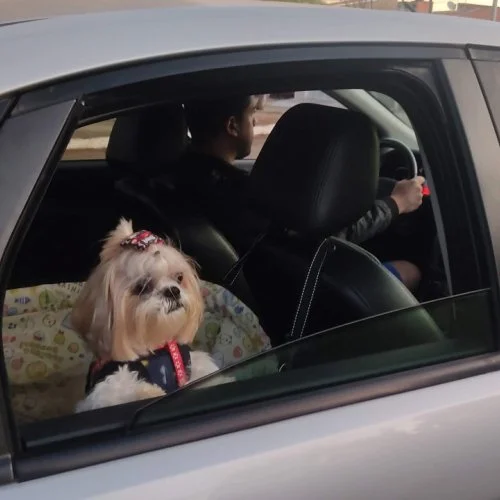 Renovias orienta os motoristas sobre como viajar com animais de estimação de maneira segura   