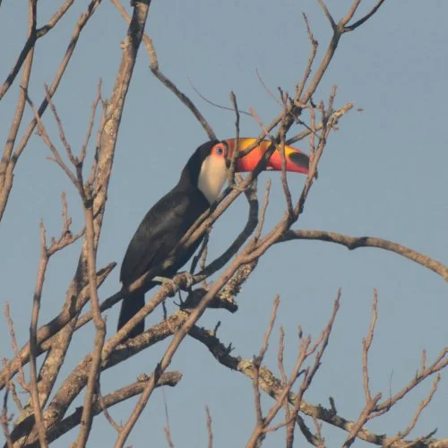 Fotografe Jaguariúna: tucano-toco vem aparecendo com frequência em árvores da cidade