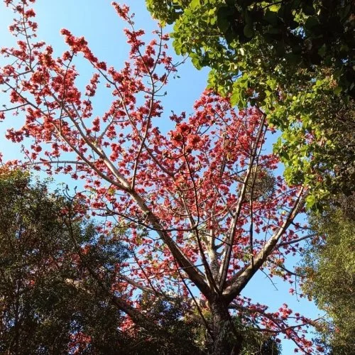 Fotografe Jaguariúna: paineira florida deixa a cidade mais bonita mesmo no inverno 