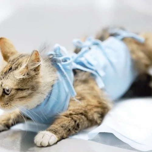 Programa Municipal Permanente de Castração Animal é lançado em Artur Nogueira 