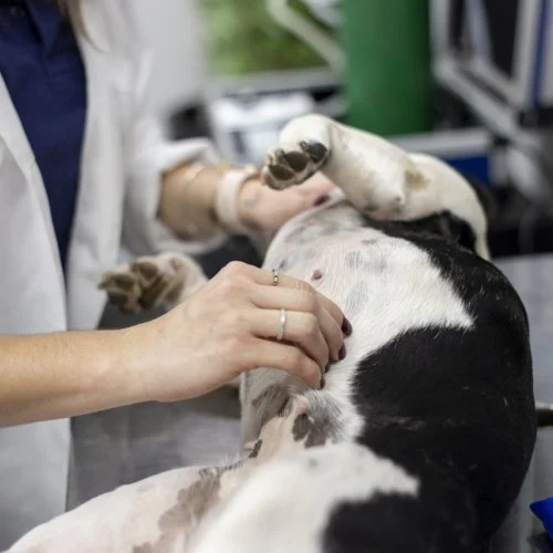 Veterinária do Grupo UniEduK alerta para a  prevenção do câncer de mama nos pets 