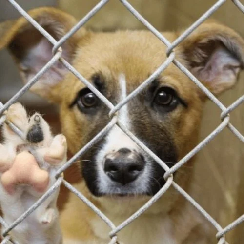 Aplicativo passa por atualização e denúncias de maus-tratos  de animais não podem mais ser anônimas 