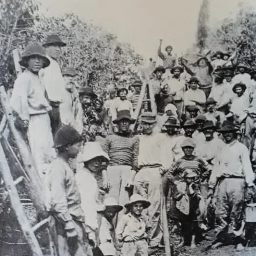 Negros e imigrantes integraram a força do trabalho na lavoura e no comércio em Jaguary 
