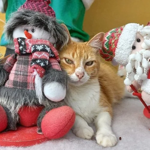 Gatos entram no clima natalino e interagem com enfeites de Natal 