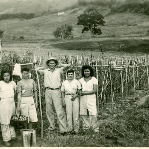 Tuta na plantao de tomate na Fazenda Santa Isabel (Acervo Casa da Memria Padre Gomes) 