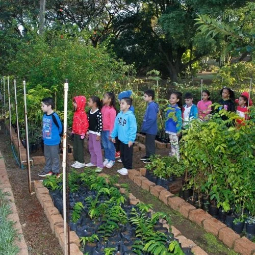 Dia do Meio Ambiente: doações de mudas e recolhimento de embalagens agrotóxicas