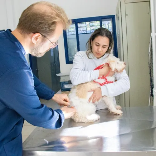 Saúde oferece vacinação antirrábica para cães e gatos