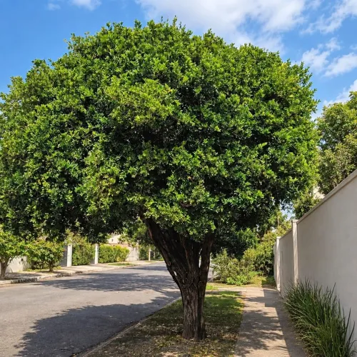 Departamento orienta sobre a proibição do plantio da murta