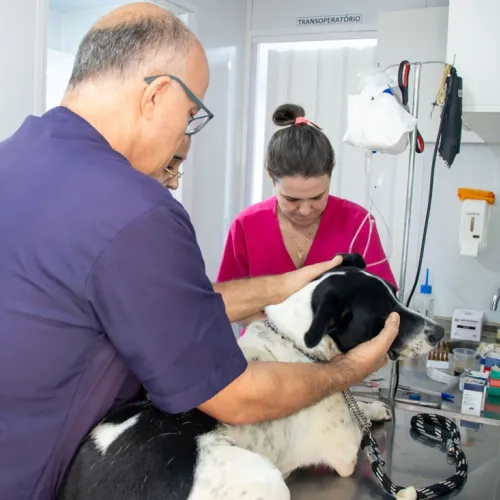 Departamento de Saúde Animal registra 7.200 procedimentos neste ano