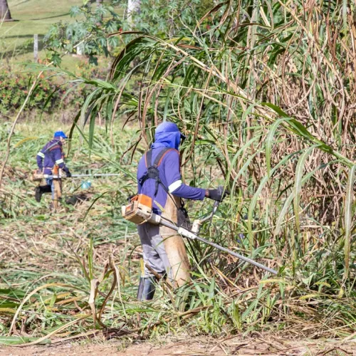 Mais de 83% de notificações para limpeza de terrenos são atendidas