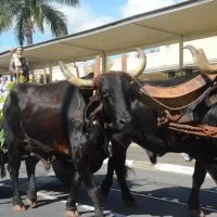 desfile cavalos 