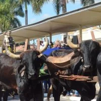 desfile cavalos 