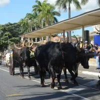 desfile cavalos 