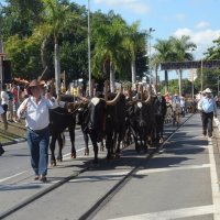 desfile cavalos 