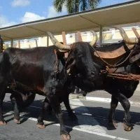 desfile cavalos 