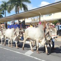desfile cavalos 