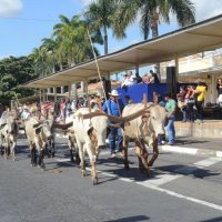 desfile cavalos 
