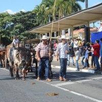 desfile cavalos 