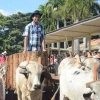 desfile cavalos 