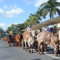 desfile cavalos 