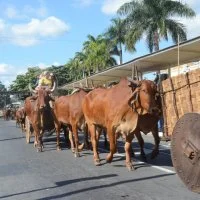 desfile cavalos 