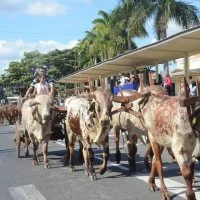 desfile cavalos 