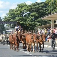 desfile cavalos 