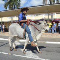 desfile cavalos 