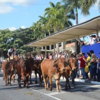 desfile cavalos 